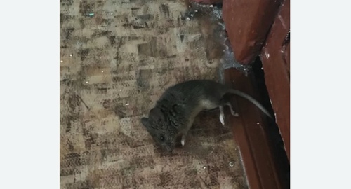 Дезинфекция от мышей в Богородицке