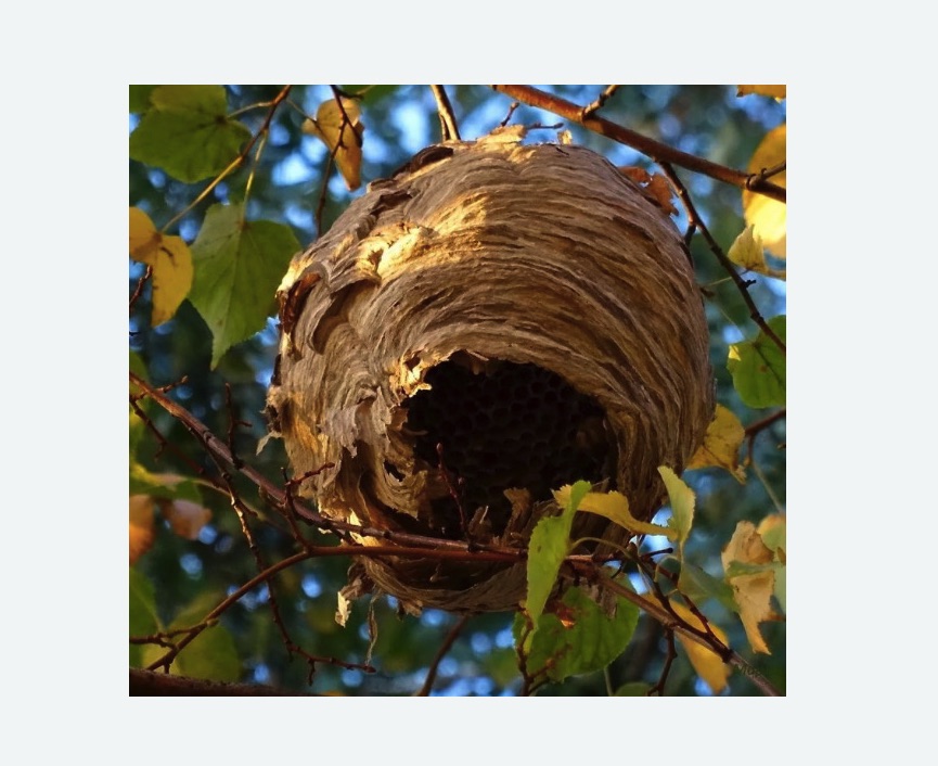 Обработка от шершней в Богородицке