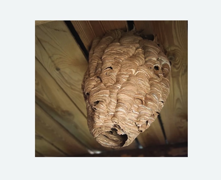 обработка от шершней в Богородицке