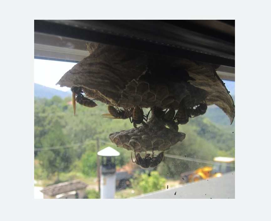 Уничтожение гнёзд шершней в Богородицке