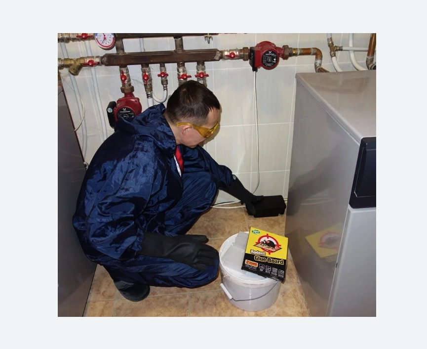 Уничтожение крыс в Богородицке