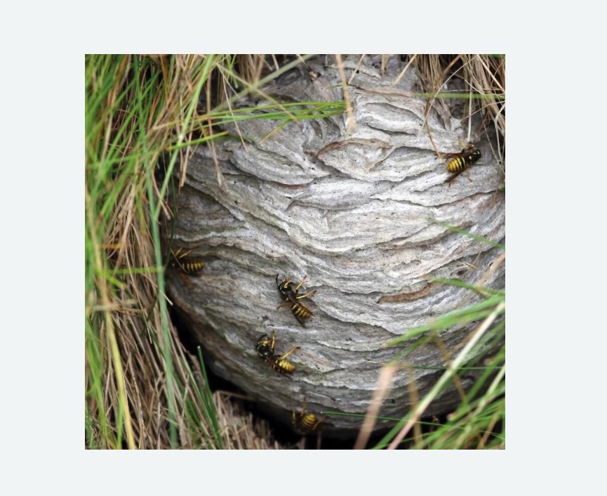 Уничтожение ос и ульев в Богородицке